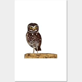 Burrowing Owl Posters and Art